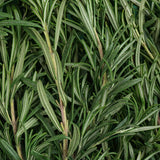rosemary rosemary