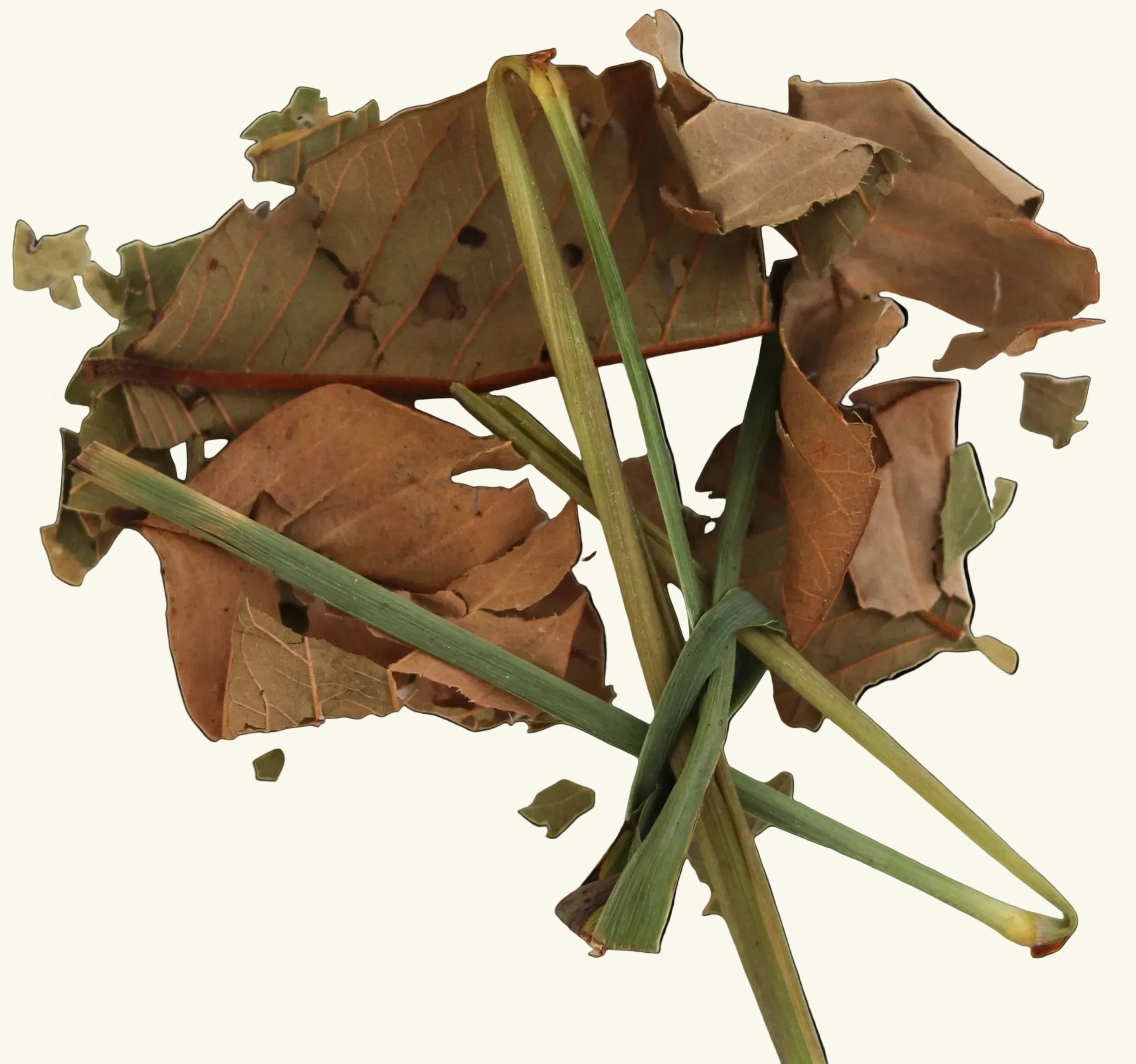 Dried leaves and herbs on a white background