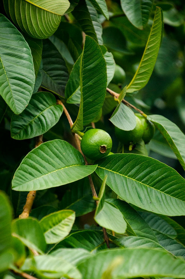 Guava leaf