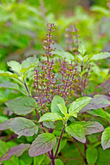 tulsi tulsi