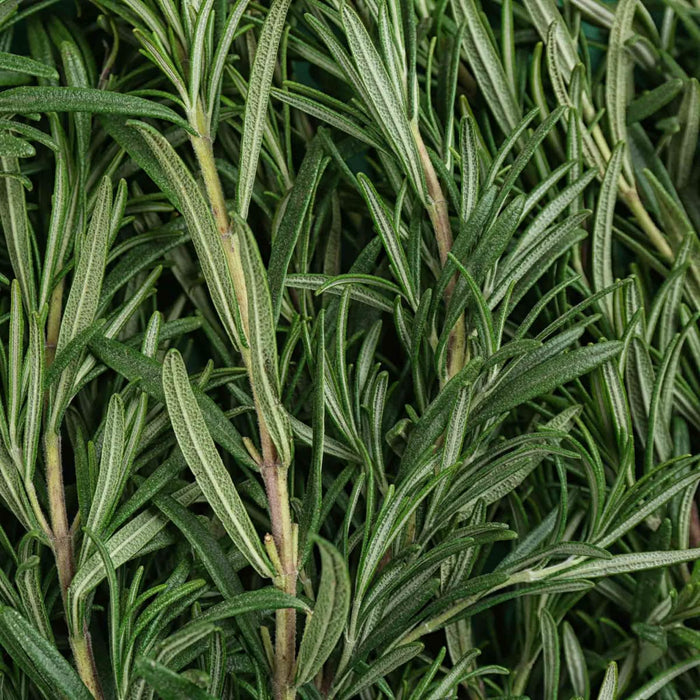 Rosemary