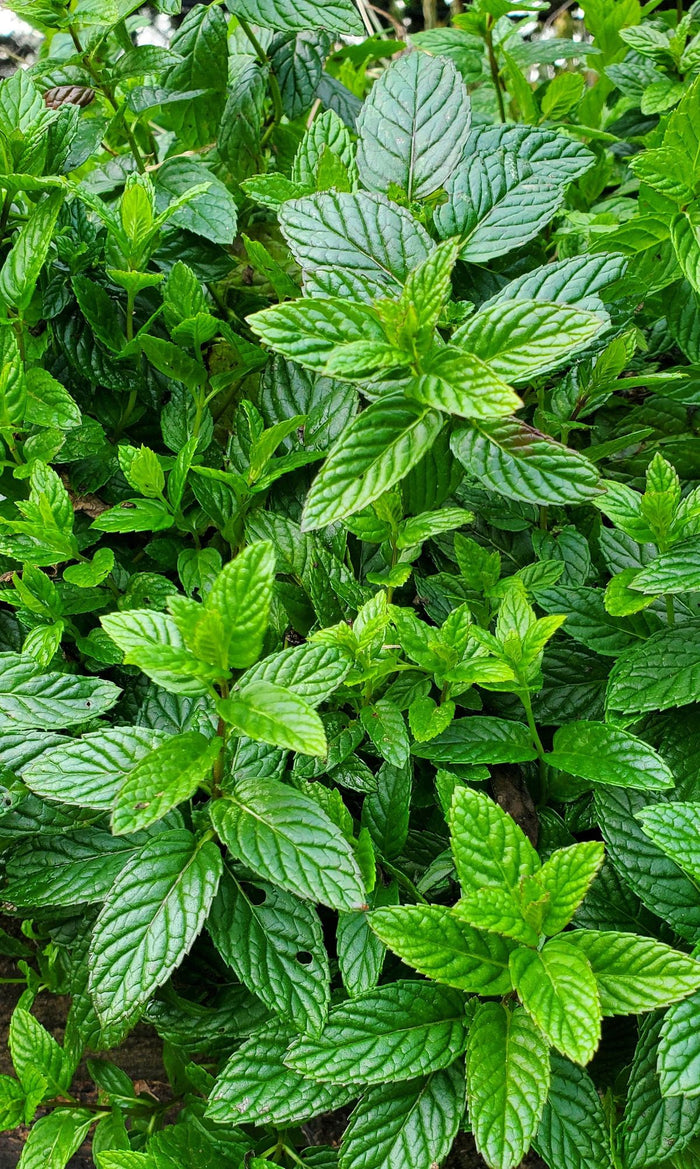 Spearmint