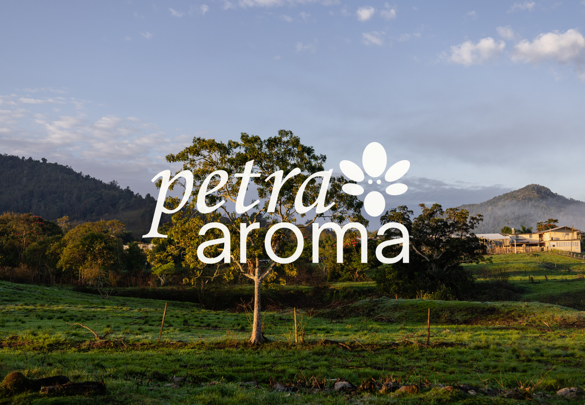 A peaceful green landscape with a single large tree in the foreground, rolling hills and mountains in the distance, and the Petra Aroma logo centered over the scene.