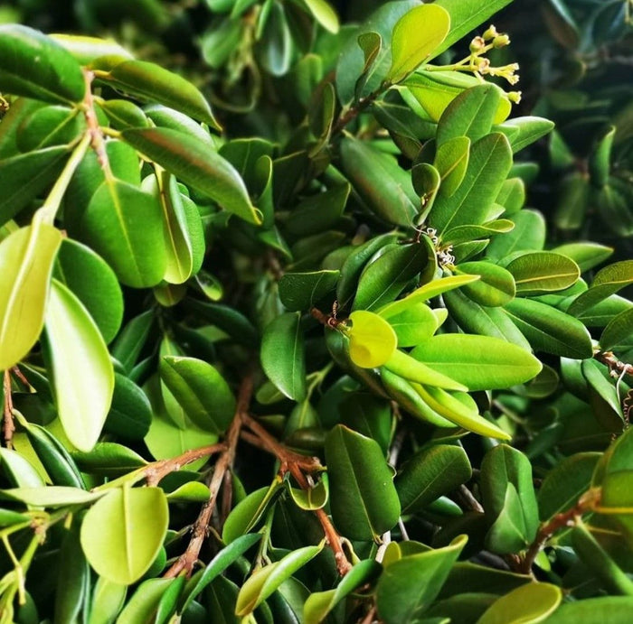 Malagueta (Bay Rum Tree)