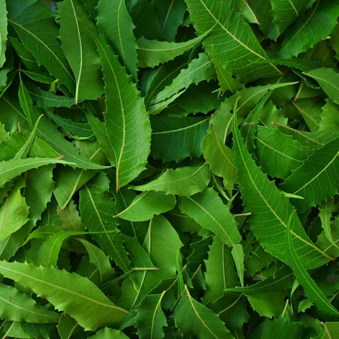 Neem