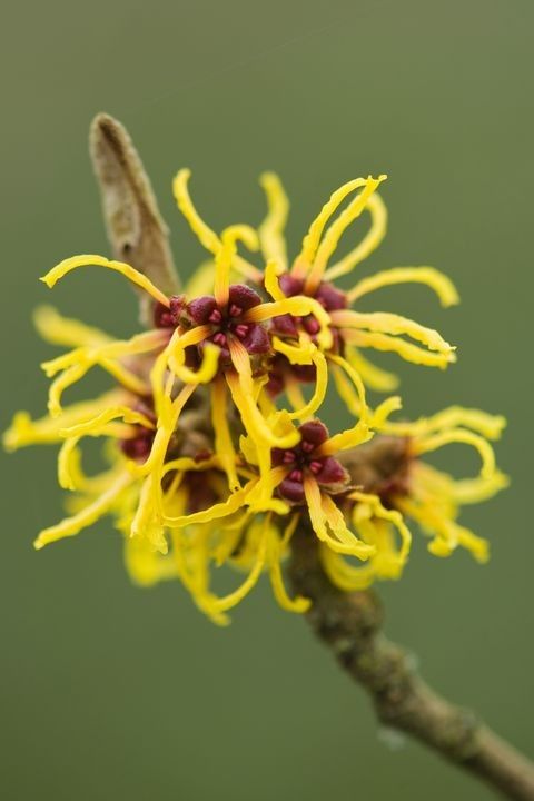 Witch hazel